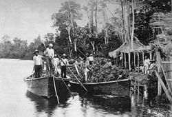 Transport av bananer med båt, Honduras
