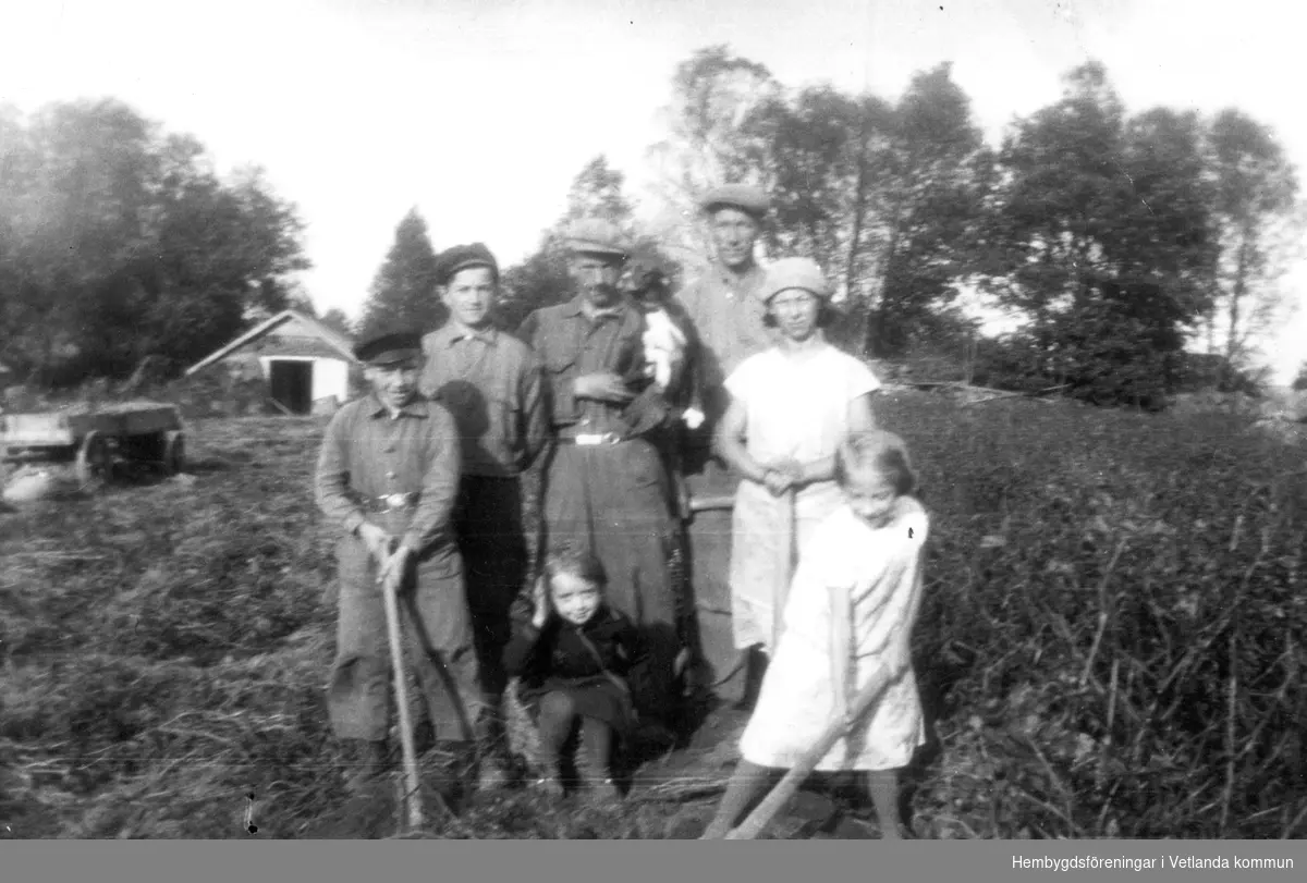 Potatisplockning i Bäckaby. På bilden syns Bror, Erik, Greta, Birger, Inga, Arne och Maj-Britt Johansson.