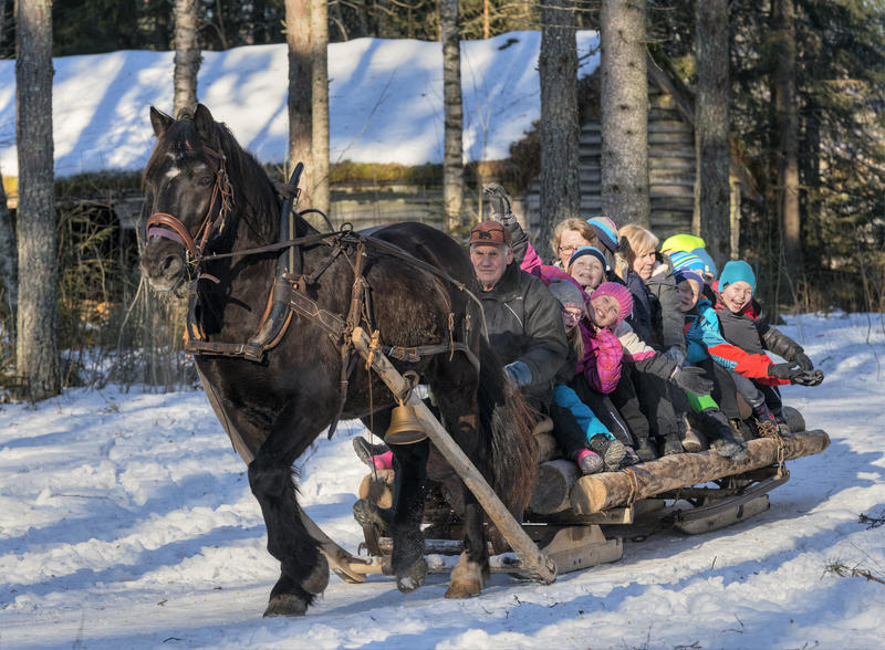 Michael Bølla kjører hest med skoleelever under temadagen fra stubben til tømmervelta 15/2 2016 (Foto/Photo)