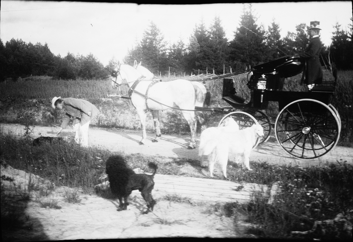 Drottning Victorias bilder. Ett ekipage, häst och vagn med körkarl. Troligen Öland.
