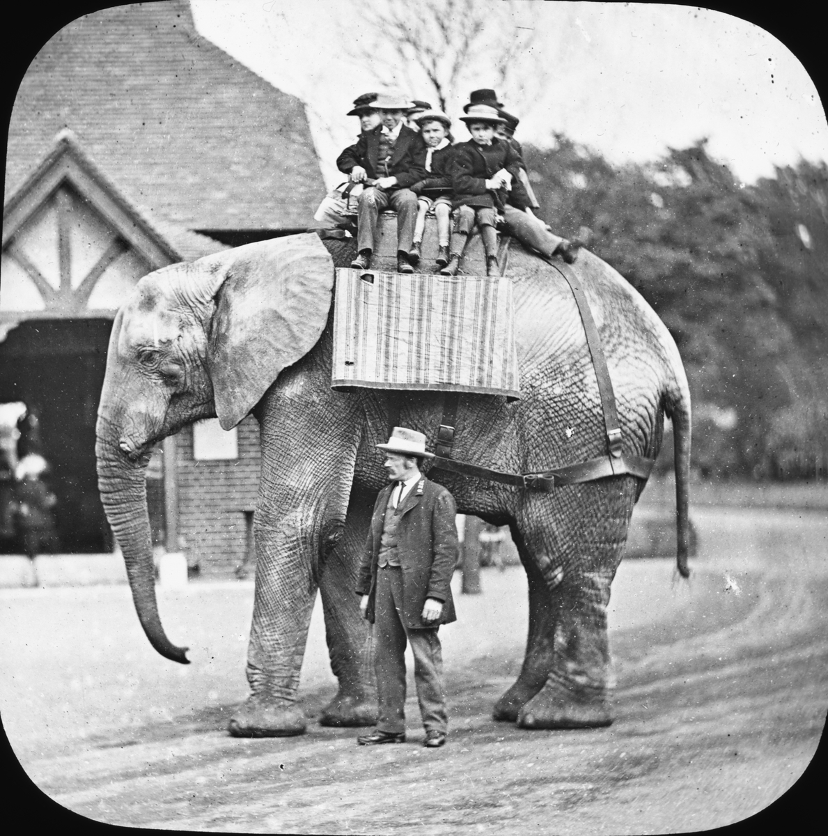 Skioptikonbild. En samling barn ridande på elefant.