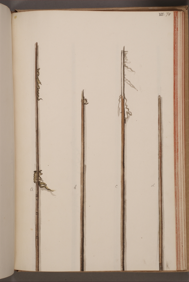 Avbildning i gouache föreställande fanstänger tagna som troféer av svenska armén. De avbildade stängerna finns inte bevarade i Armémuseums samling.