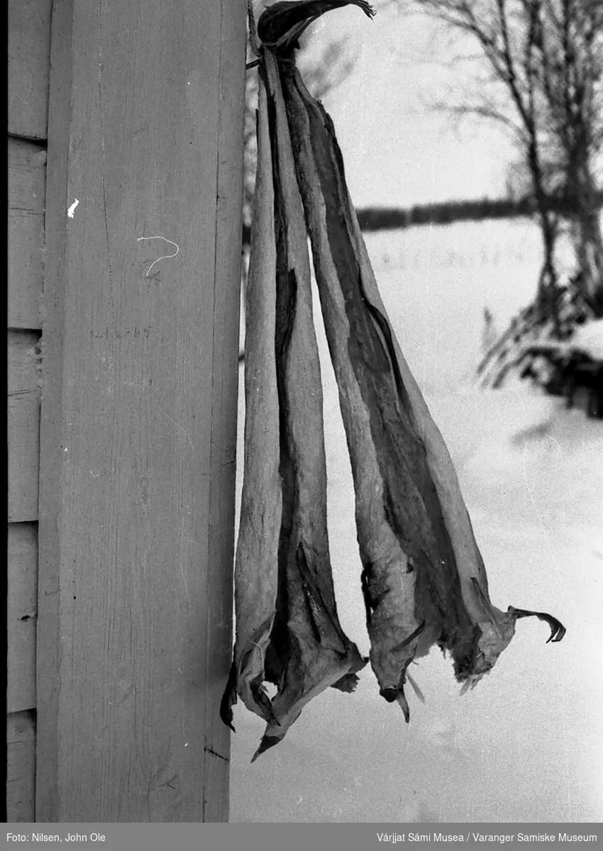 To tørrfisk eller boknafisk som henger på hjørnet av huset til Signe og John Ole Nilsen i Bunes. 1967.