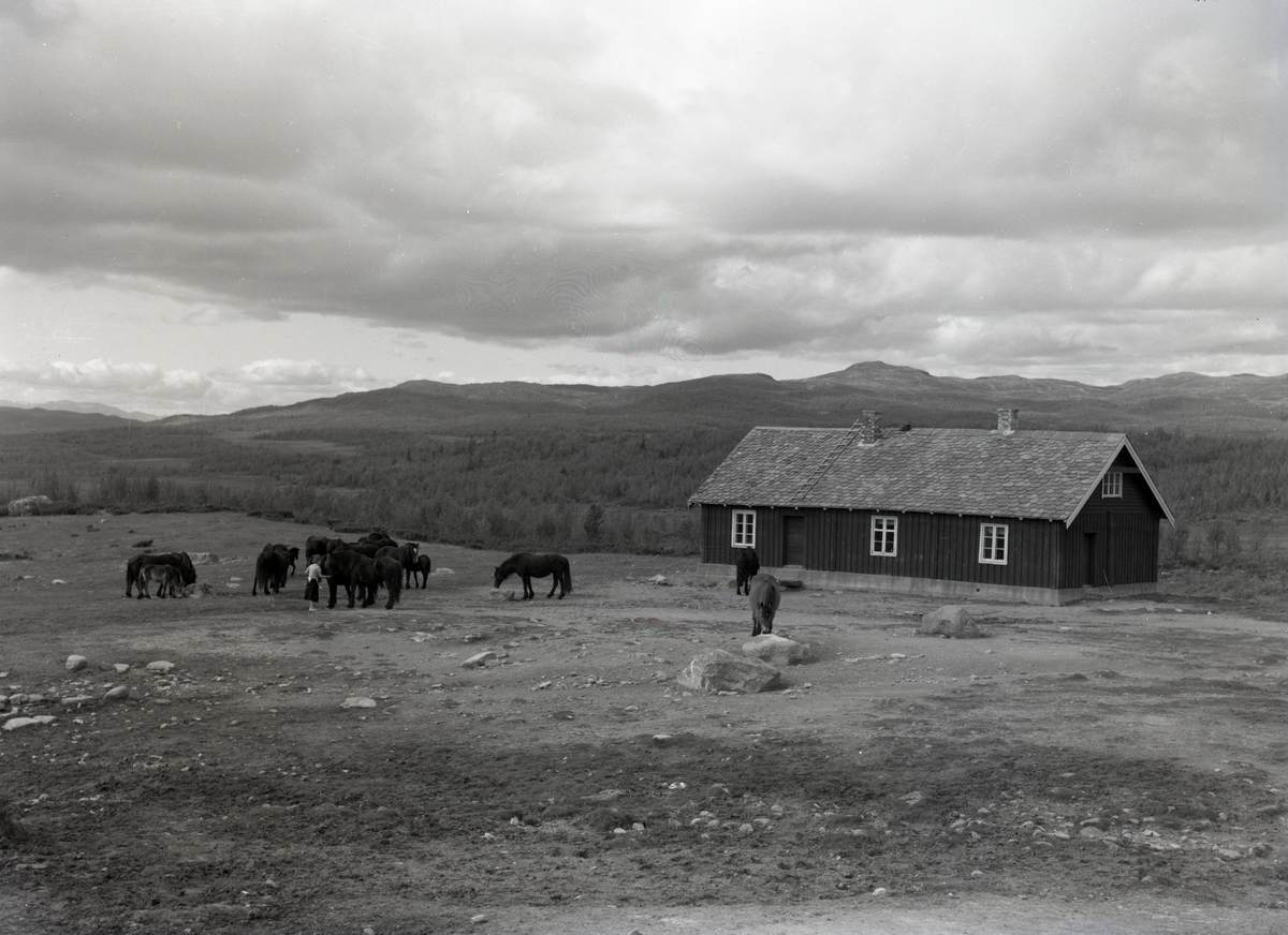 Hesteslipp på Lenningen, Etnedal kommune. Rundt 1960.