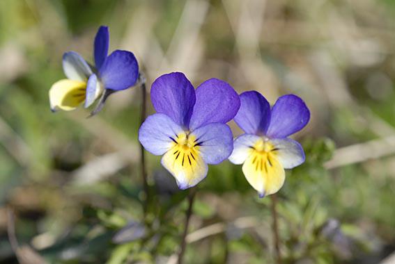 Blomster på Klevfos (Foto/Photo)