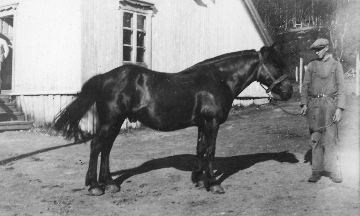 Tor Grimstad med hesten Rapp på Målsnes i Målselv