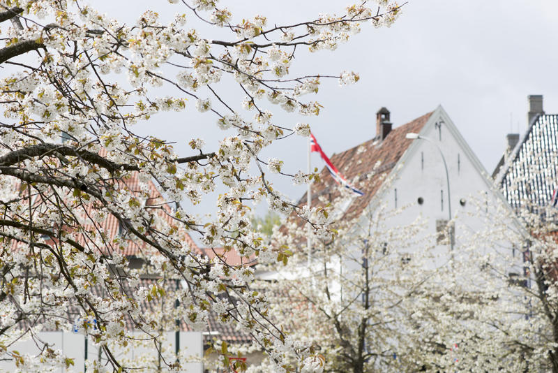 Hovedinngang til Norsk Folkemuseum med trær i blomstring foran. (Foto/Photo)