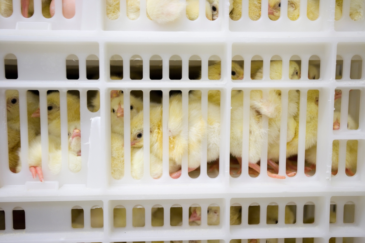 Varmeskap til klekking av hønseegg i klekkeri. 

Kyllingene er klekket ut inne i skapet, der luften er varm og regulert. Dørene holdes lukket mens klekkingen av eggene foregår