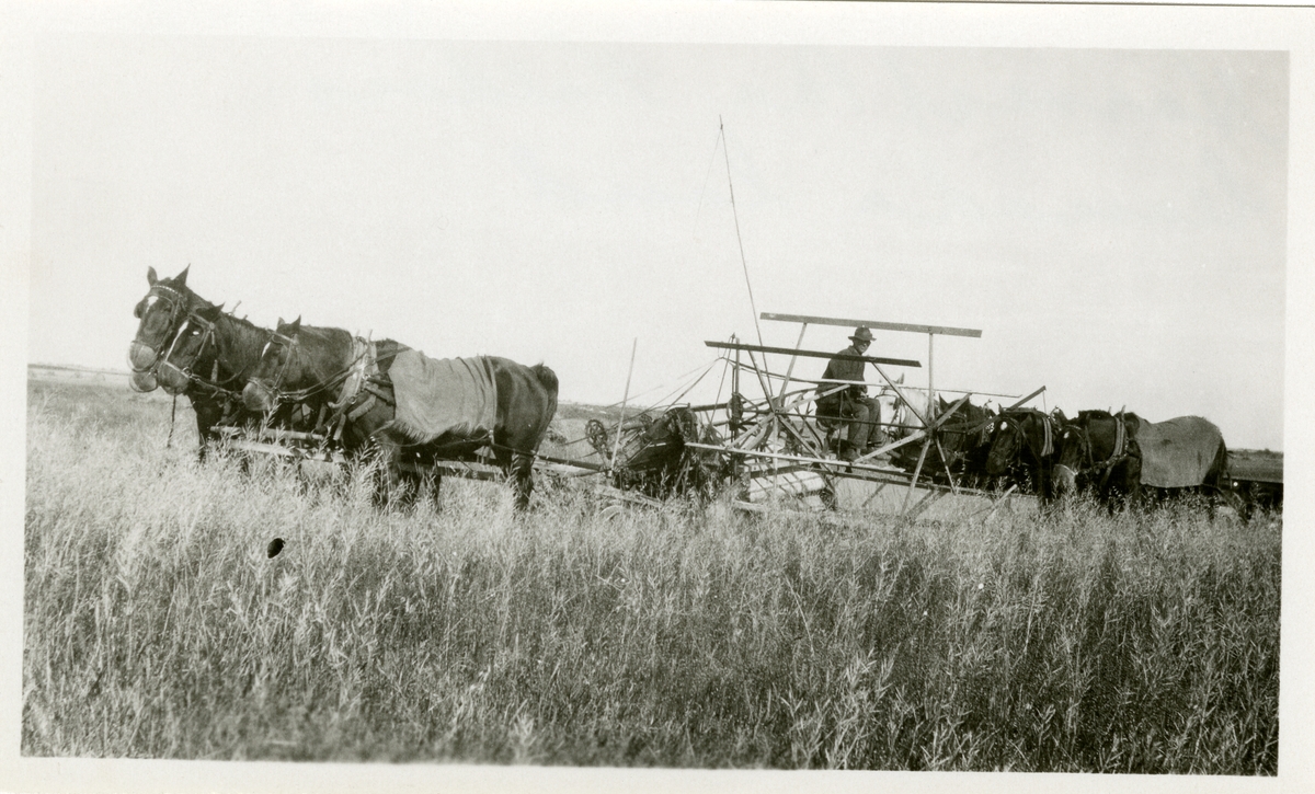 Tresking, ca. 1910, på Haldor Knatvold sin farm i Canada.
