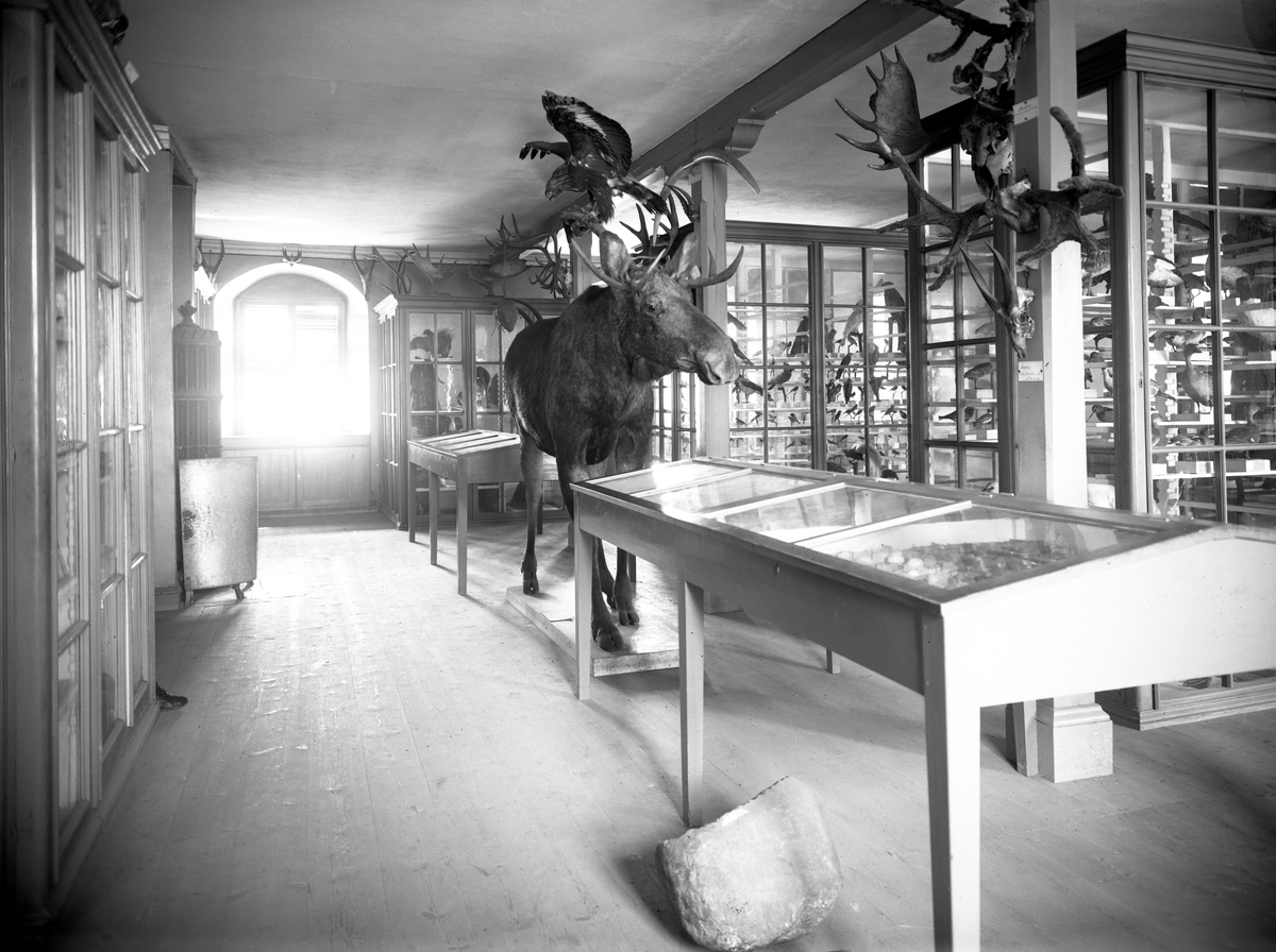 Före byggandet av Värmlands Museum på Sandgrund år 1929 disponerades lokaler i Gamla Gymnasiet med salar för biologi, fornminnen, finnkultur m m.
