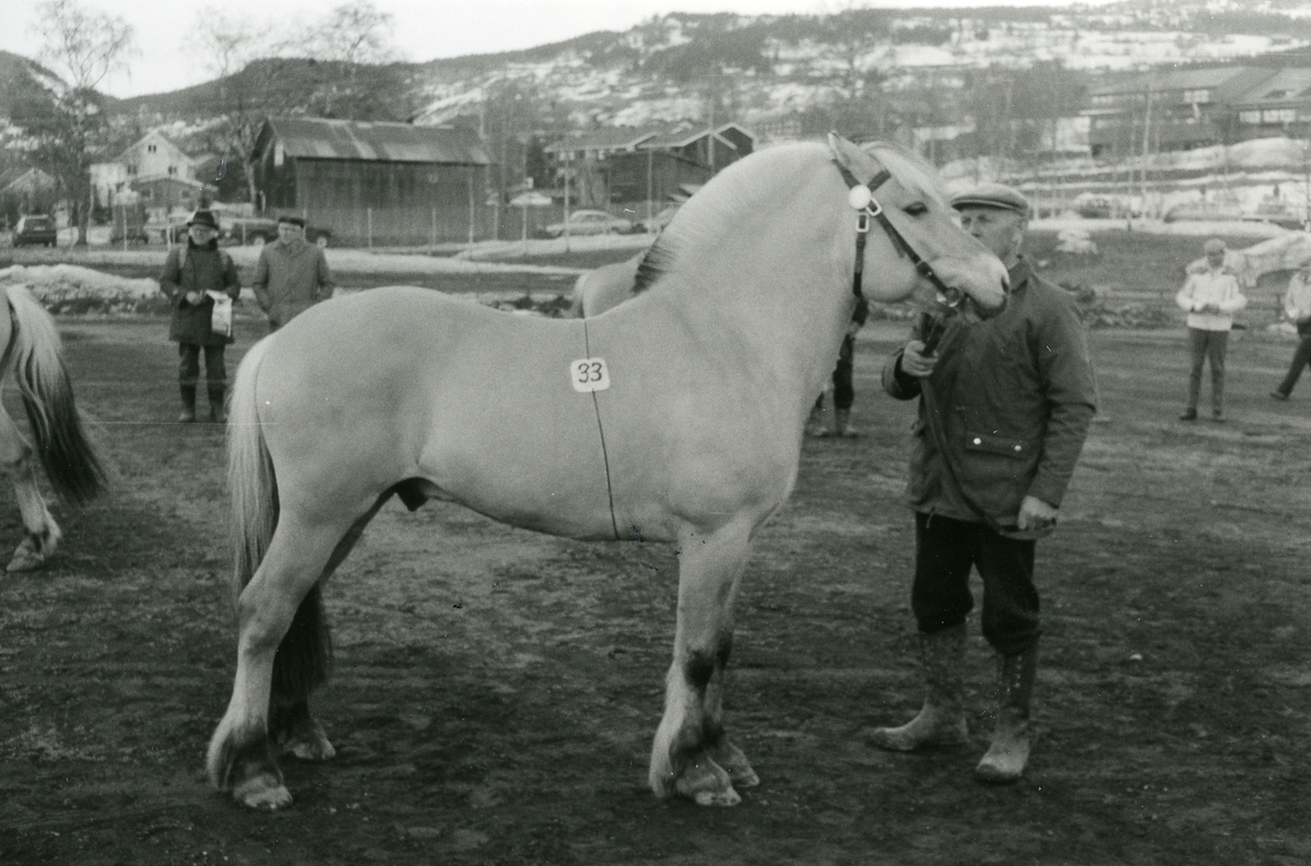 Tunsblakken 3 år. Hesten vart kjøpt av Telemark Hesteavlslag.