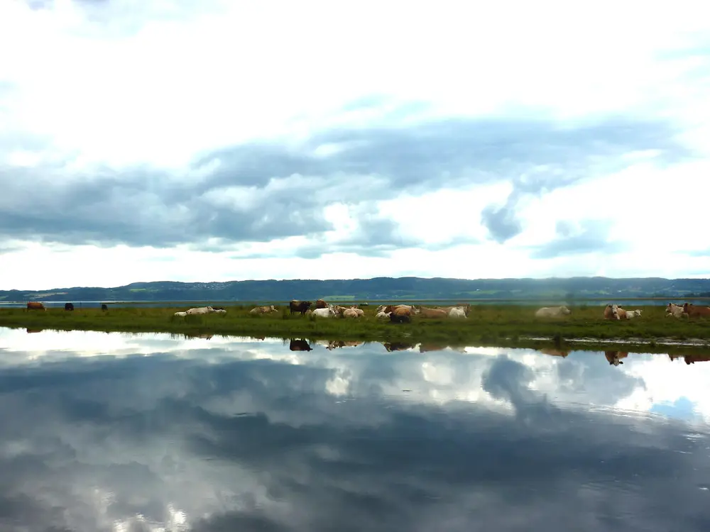 Foto av kuer på beite på en av øyene i Nordre Øyeren, kuene går å beiter nær vannkanten til ei elv