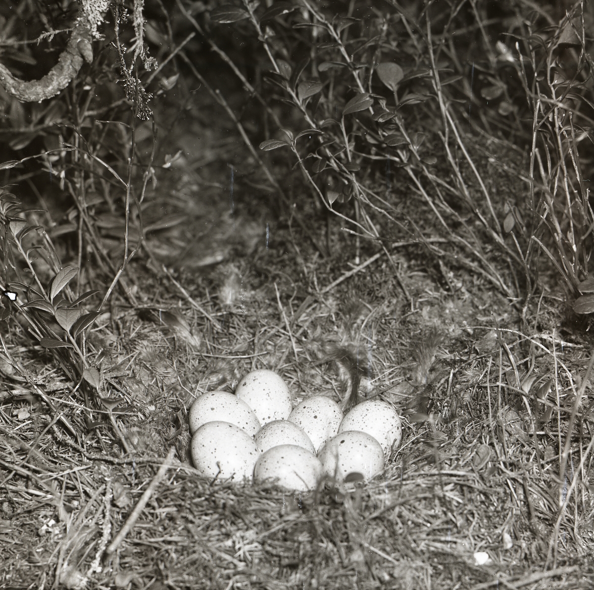 I Trönö juni 1955 gömmer sig ett fågelbo av kvistar och gräs i bärriset. Åtta fågelägg ligger omhuldade av fågeldun i boet. Orräggen är ljusa med små mörka prickar utspridda över ytan.
