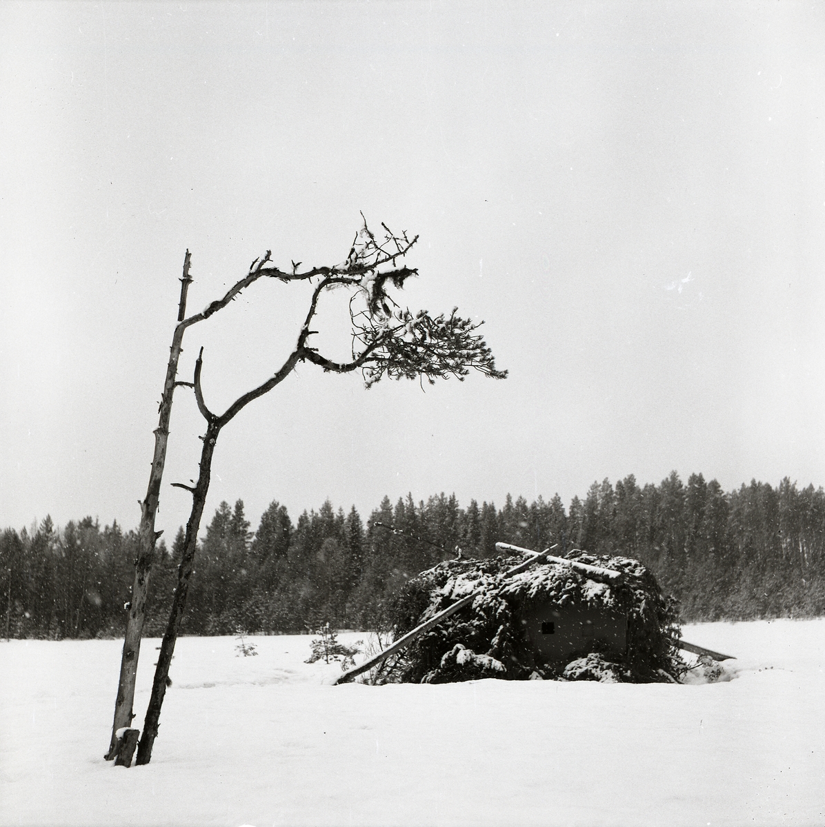 I förgrunden står två kala träd ensamma på ett fält med endast några få barr kvar på sina grenar. Bakom träden finns en översnöad koja täckt av granris. Det snöiga fältet sträcker sig långt bakom kojan till skogens rand.