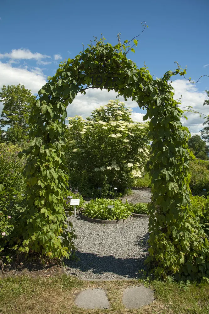 Bueinngang til hagen; bevokst med humleplanter.