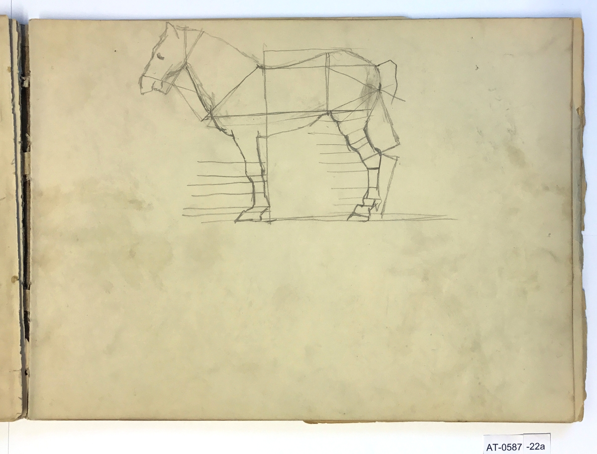 Proporsjonsstudie av hest [Tegning]