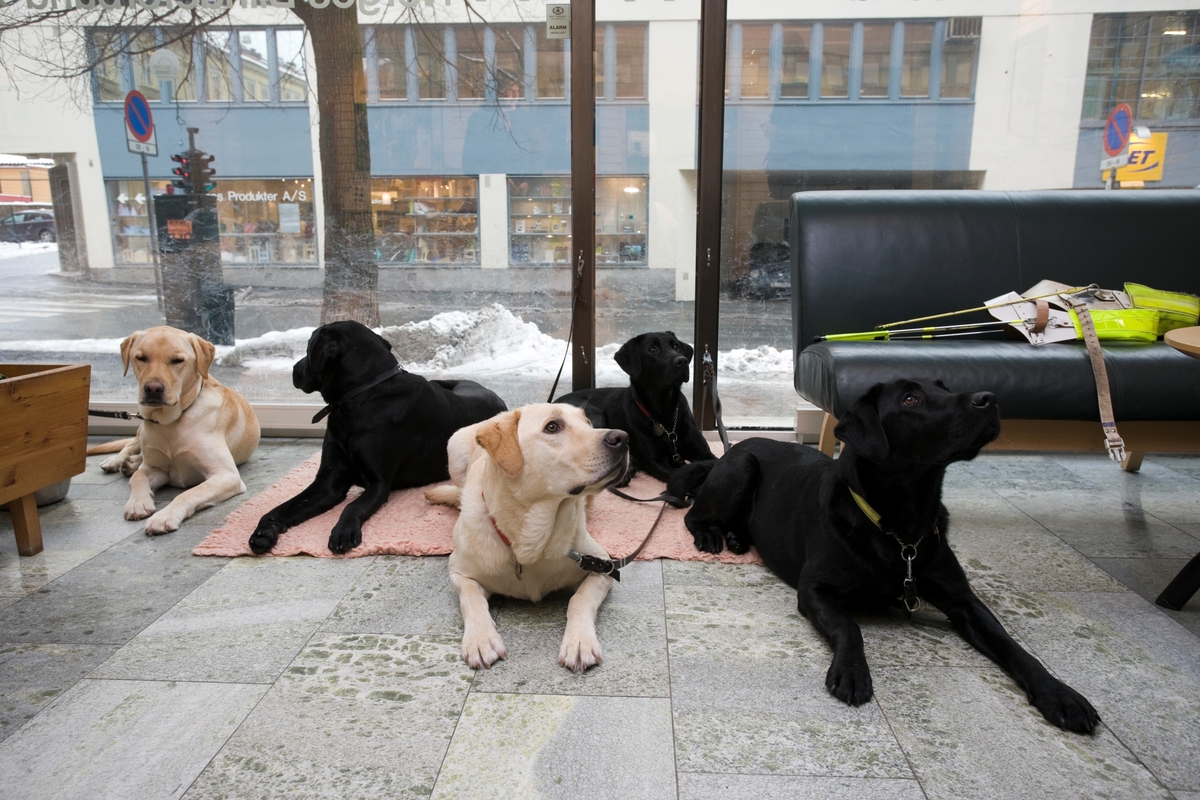Førerhundskole. Fire hunder ligger i lokalene til Norges Blindeforbund på Majorstuen.
