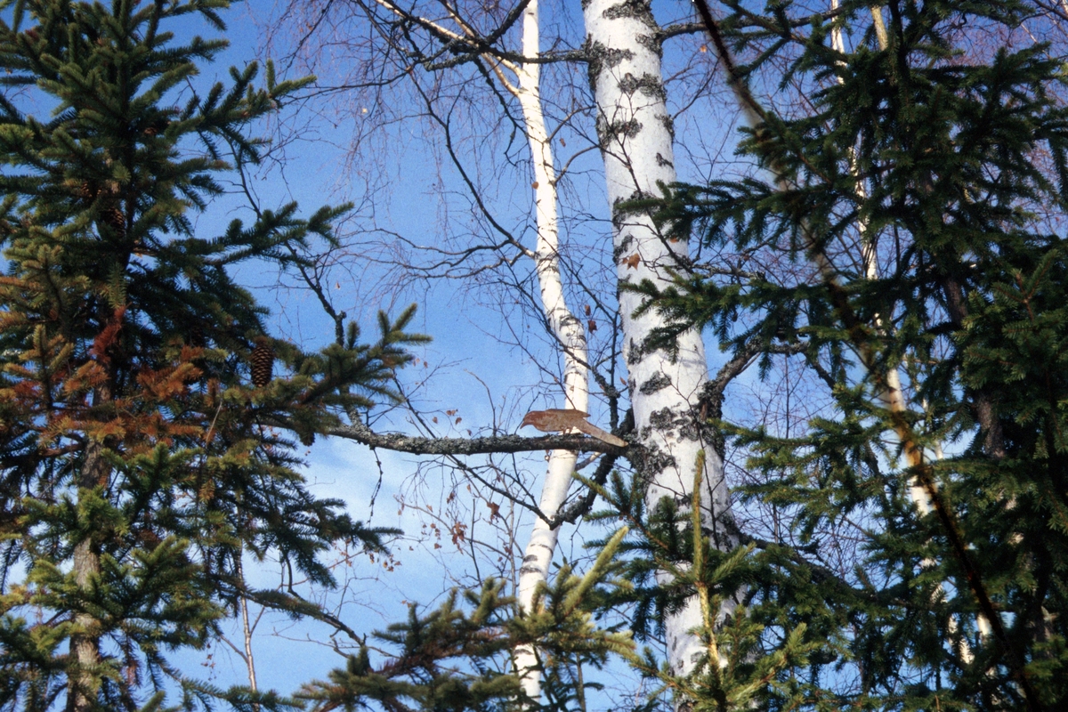 Arbeidet inngår i en installasjon som består av syv fuglefigurer montert i trær og på fasade i luftegården. Figurene er i naturlig størrelse, og skåret ut som profiler av stålplater.