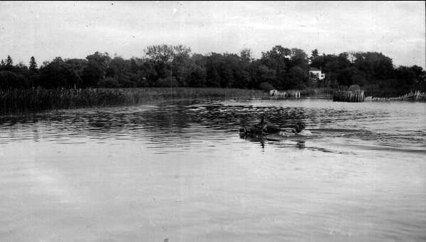 Simning i sjön Freden. Strömsholm 1910-11.