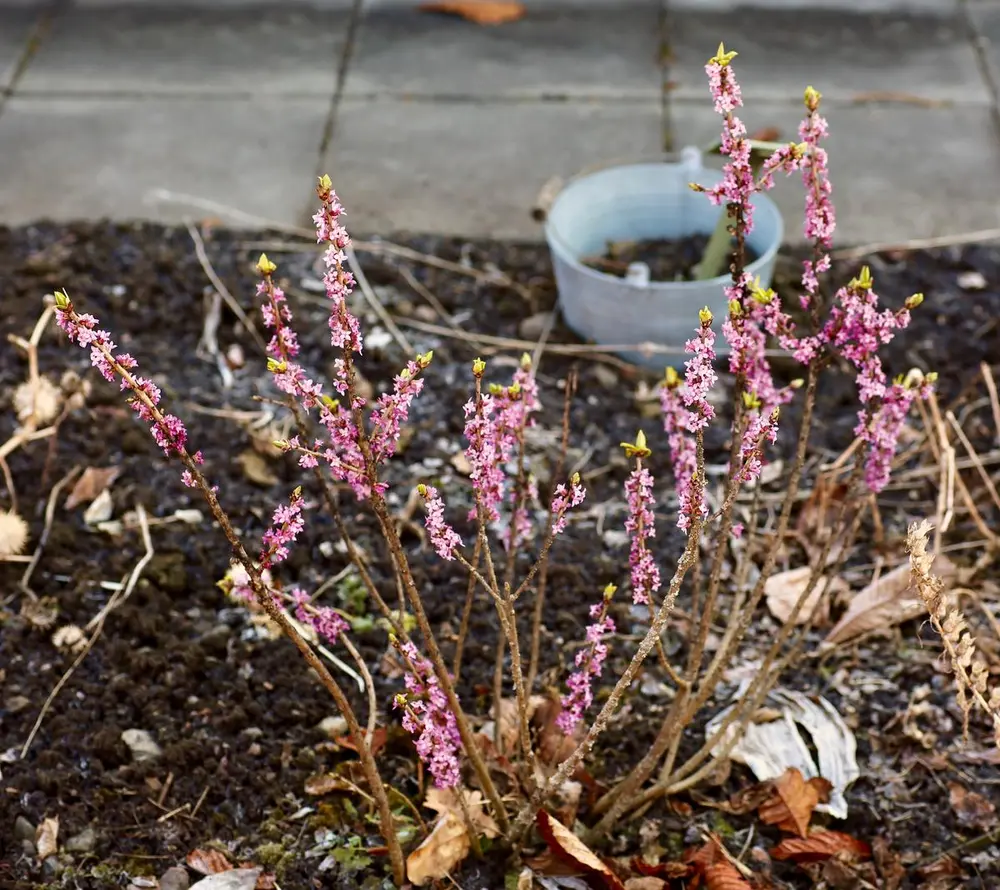 Tysbasten blomstrer med rosa blomster på bar kvist tidlig på våren.