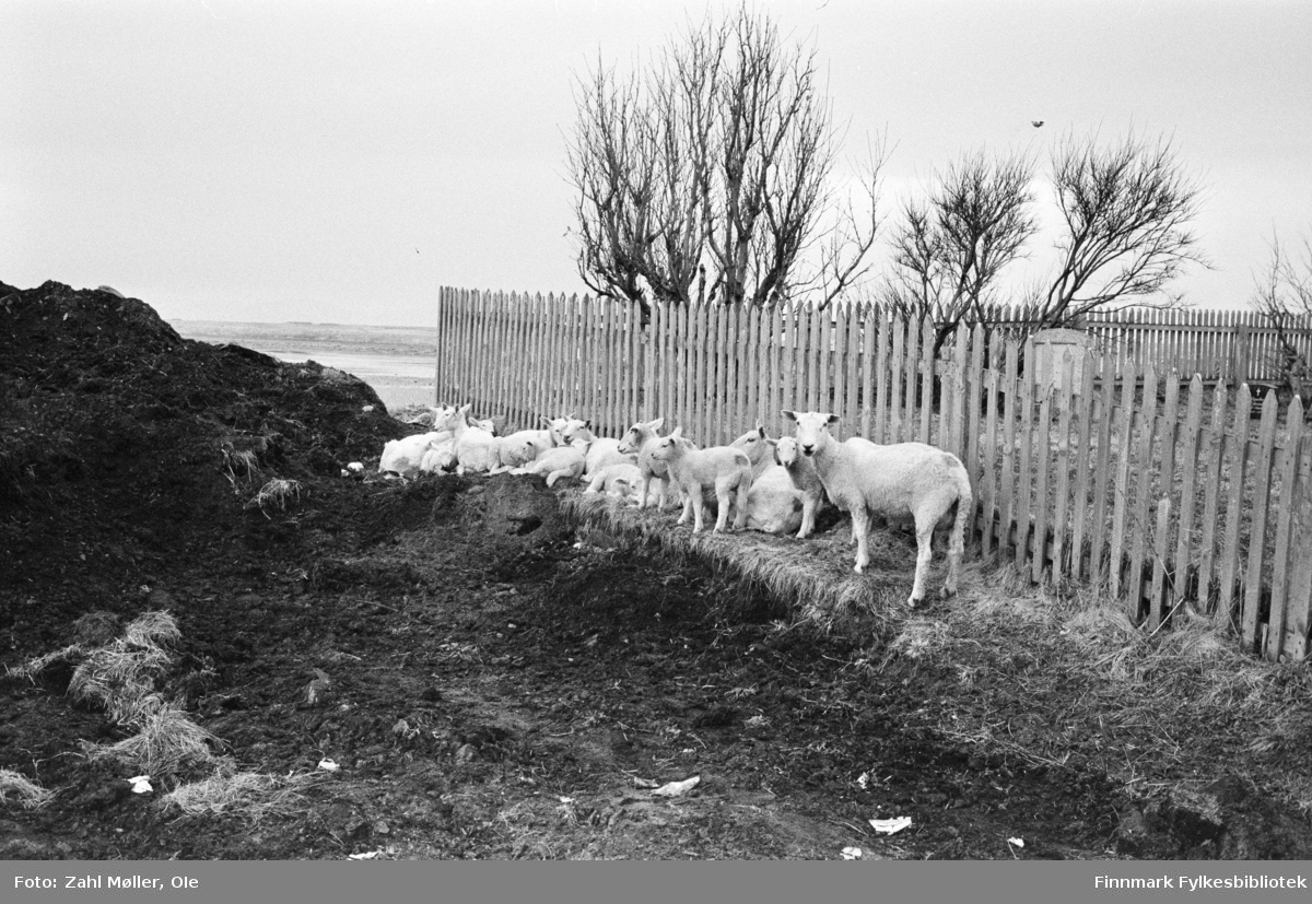 Fotoserie fra Vadsø, april 1968. Fotografert av Vadsøfotografen Ole Zahl-Mölö. Sauene er nyklippet og lammene er sluppet ut i vårløsninga. De har samlet seg langs gjerdet inn mot en hage i ly for en stor haug med jord.