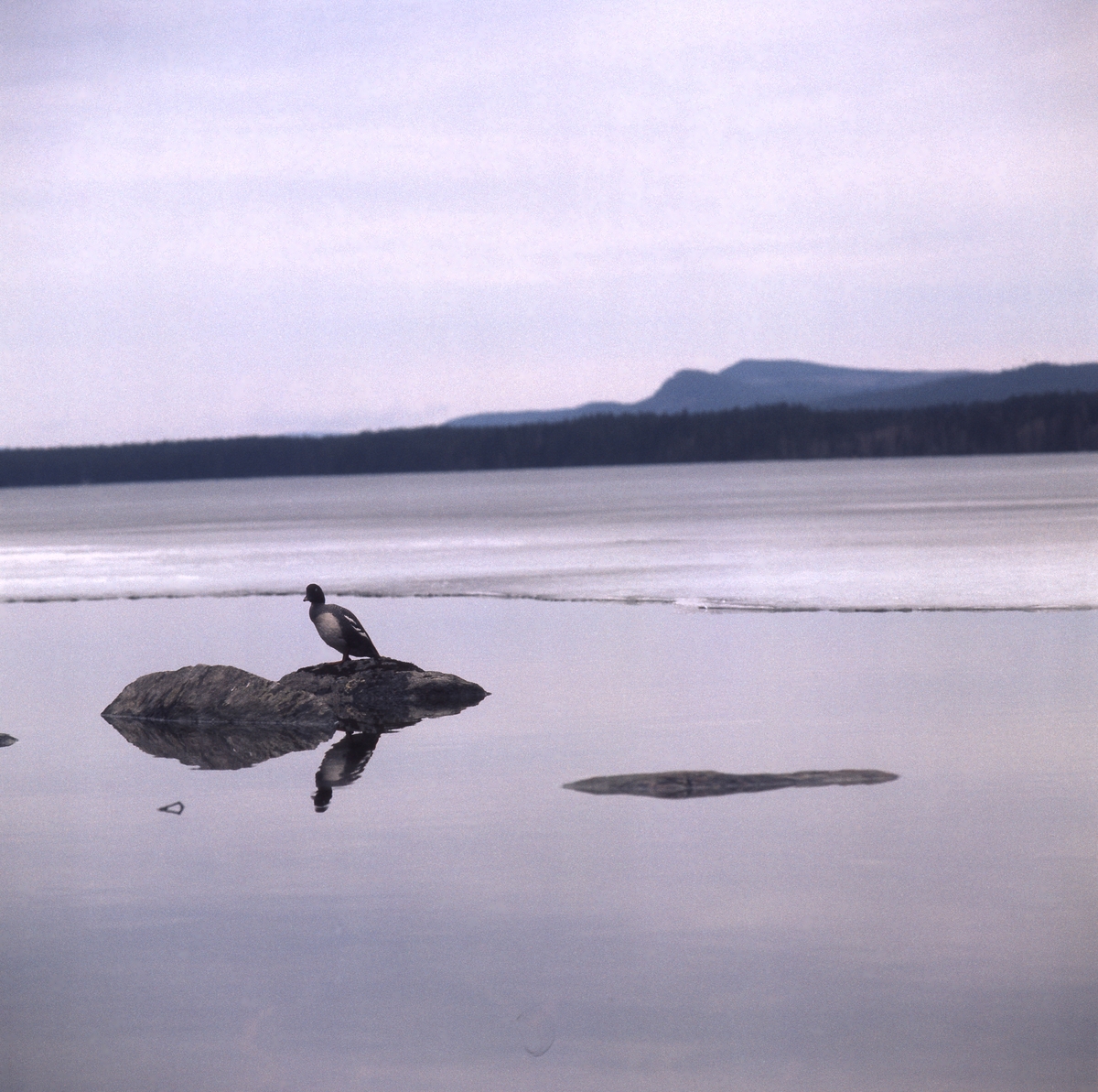 En knipa sitter på en sten i vattnet i närheten av en iskant. I bakgrunden syns berg och skog.