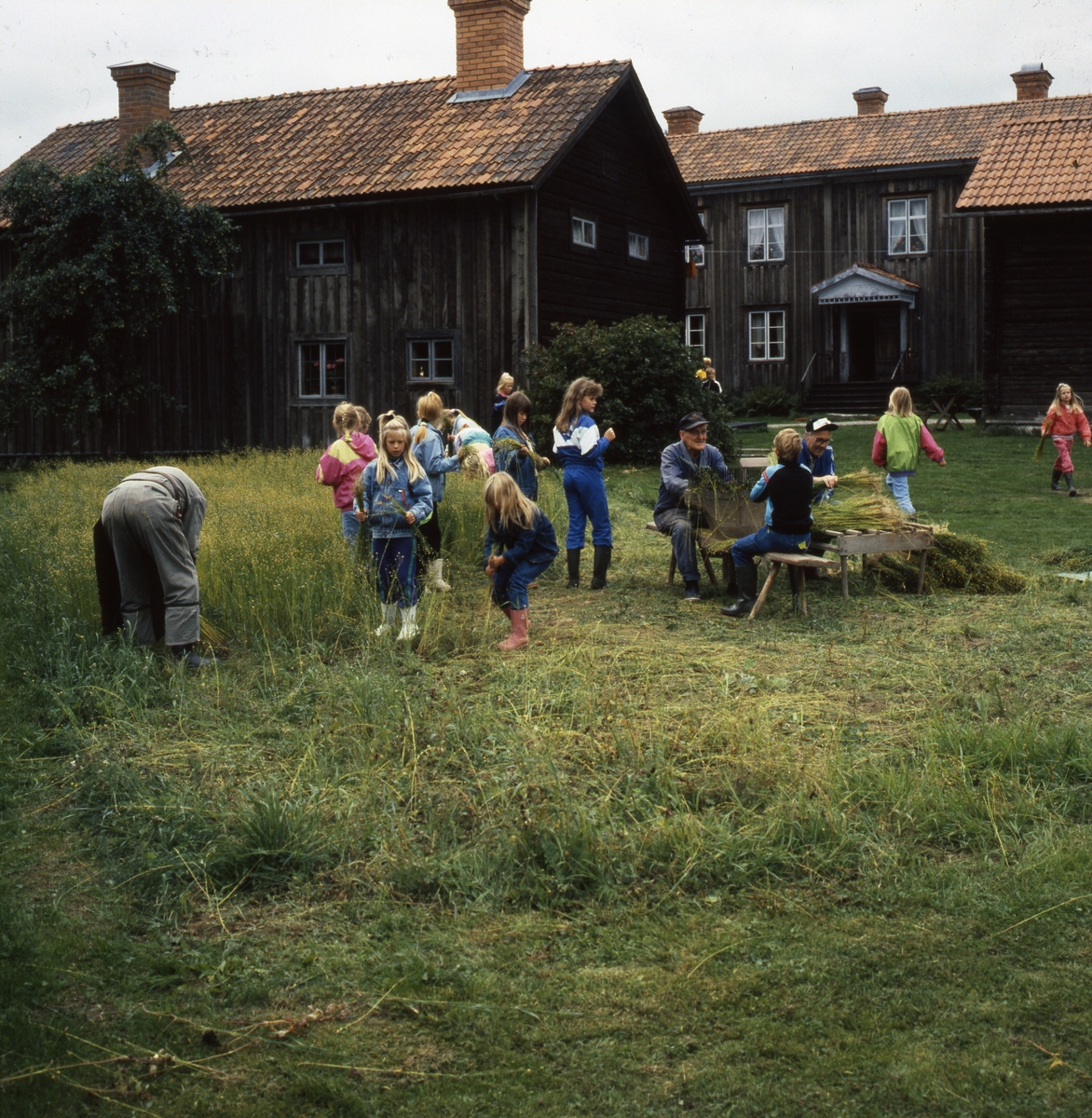 En grupp vuxna och barn rycker och bearbetar lin på Västerby hembygdsgård i Rengsjö.