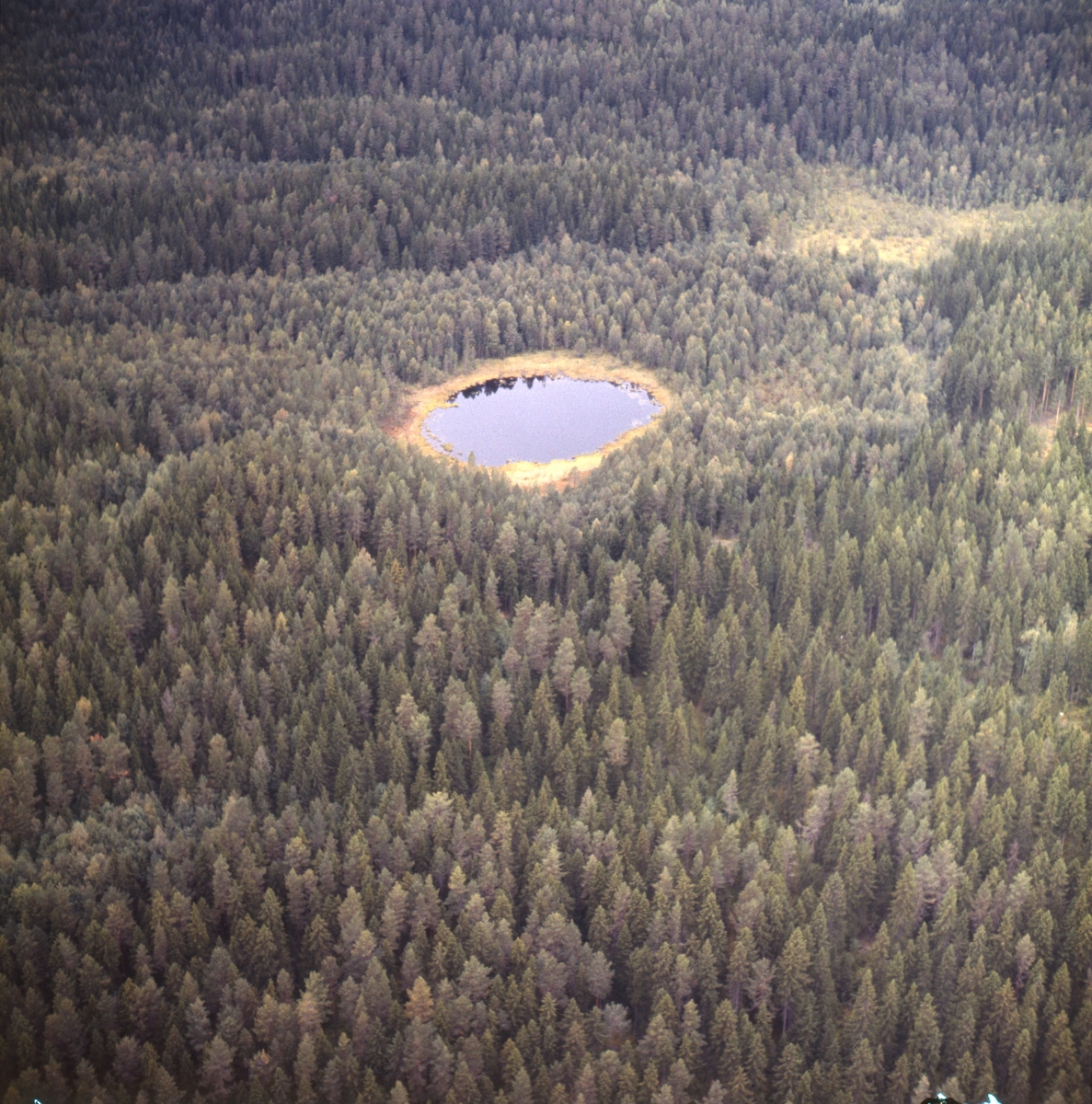 Tjärn i skogslandskap i Västra Höle, Rengsjö.
