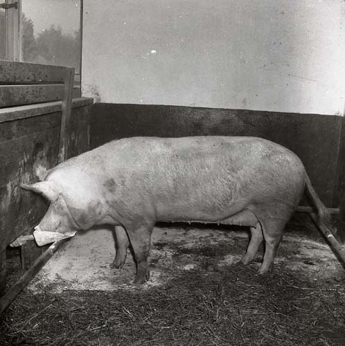En gris i stian vid Nytorpskola 4 september 1957. Grisen får foder i en skopa som sträcks in via ett hål i spjälorna.