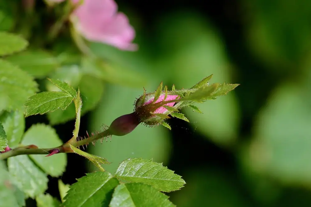 Liten, lyserosa rosenknopp midt i et hav av grønne blader.