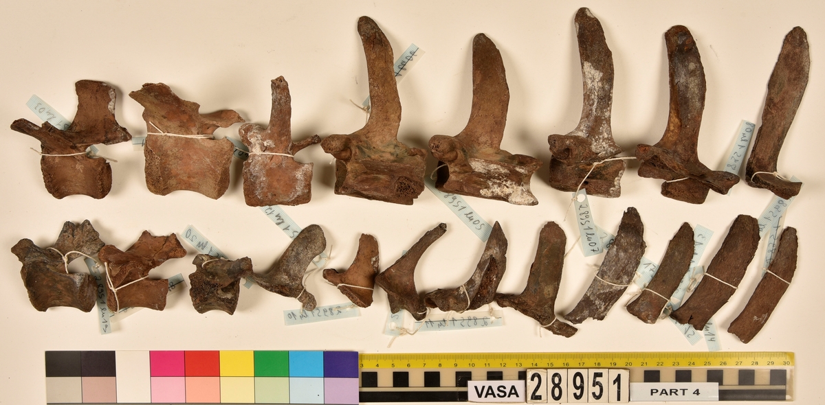 Ben från nötkreatur (Bos taurus) samt kronhjort (Cervus elaphus). 
2 st. första halskotan (atlas).
11 st. delar av första halskotan (atlas).
4 st. andra halsskotan (epistropheus).
24 st. halskotor (vertebrae cervicale) eller delar av.
25 st. bröstkotor (vertebrae thoracale) eller delar av.
19 st. ländkotor (vertebrae lumbale) eller delar av.
4 st. fragment av korskotor (vertebrae sacrale).
1 st. svanskota (coccygeum).
67 st. revben (costae) 
66 st. fragment av revben (costae).
4 st. delar av skulderblad (scapula).
5 st. delar av bäckenben (pelvis).
6 st. armbågsben (ulna).
5 st. strålben (radius).
2 st. nedre del av strålben (radius).
10 st. överarmsben (humerus).
15 st. del av skenben (tibia).
1 st. handrotsben 2 eller 3 (carpale 2 et 3).
1 st. handrotsben 4 (carpale 4).
2 st. handrotsben (ulnare).
3 st. handrotsben (lunate).
5 st. handrotsben (radiale).
1 st. fotrotsben (malleous fibulare).
5 st. fotrotsben (centrotarsale).
5 st. språngben (astragalus).
5 st. hälben (calcaneus).
2 st. del av hälben (tuber calcaneus).
5 st. överkäkar (maxilla).
6 st. underkäkar (mandibula).
6 st. delar av tungbensbågen (os hyoideum).
1 st. del av kranium (os occipitale).
1 st. del av klippben (petrosum/pars petrosa).
2 st. knäskålar (patella).
5 st. lårben (femur).
3 st. övre lårbensledytor (proximala femurepifyser).
3 st. nedre lårbensledytor (distala femurepifyser).

Förutom de revben som nämns i listan finns det ytterligare 43 revben i 28951 som möjligen/troligen inte kommer från nötkreatur.