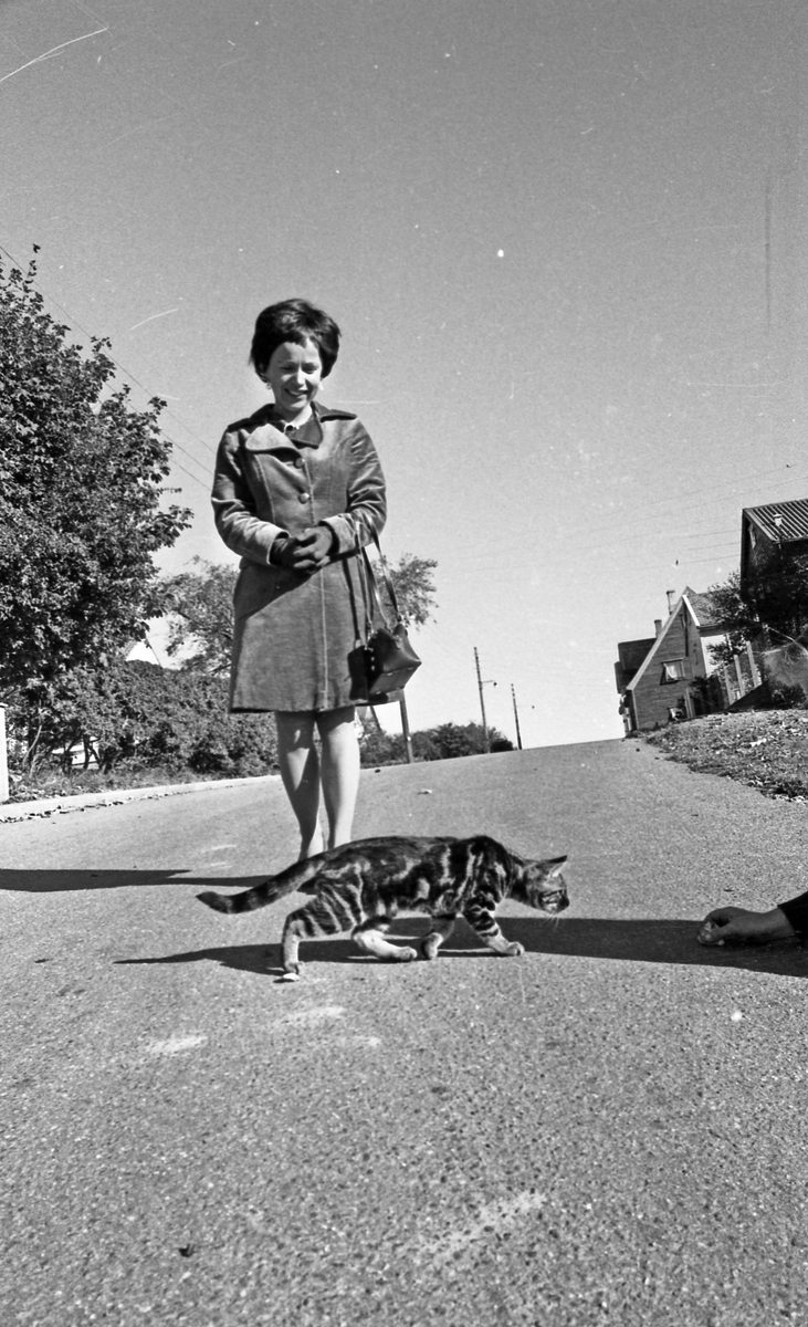 Svart katt. Katt som krysser veien for å få seg litt mat. Kvinne i bakgrunnen.