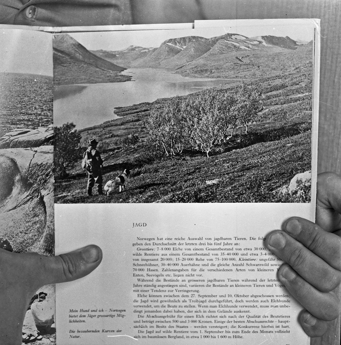 Foto av en side i en bok om jakt i Norge. Tysk tekst. Viser en jeger med hund som går i fjellet.