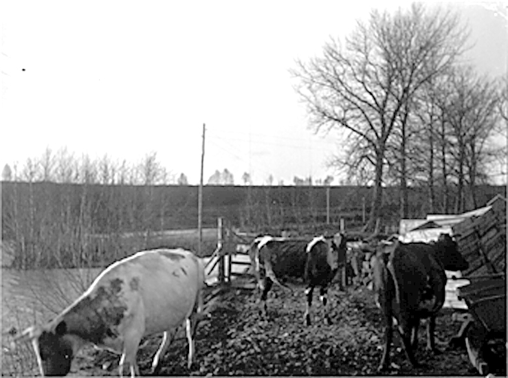 Karl Johanssons kor i Röckla Kvarn. 
Karl var fiskhandlare, fisklådorna syns till höger i bild. "Kvarnåra" går fram vid träden.
Identifierat av Evert Seger 2002. Karl var släkt till Evert Seger genom ingifte.