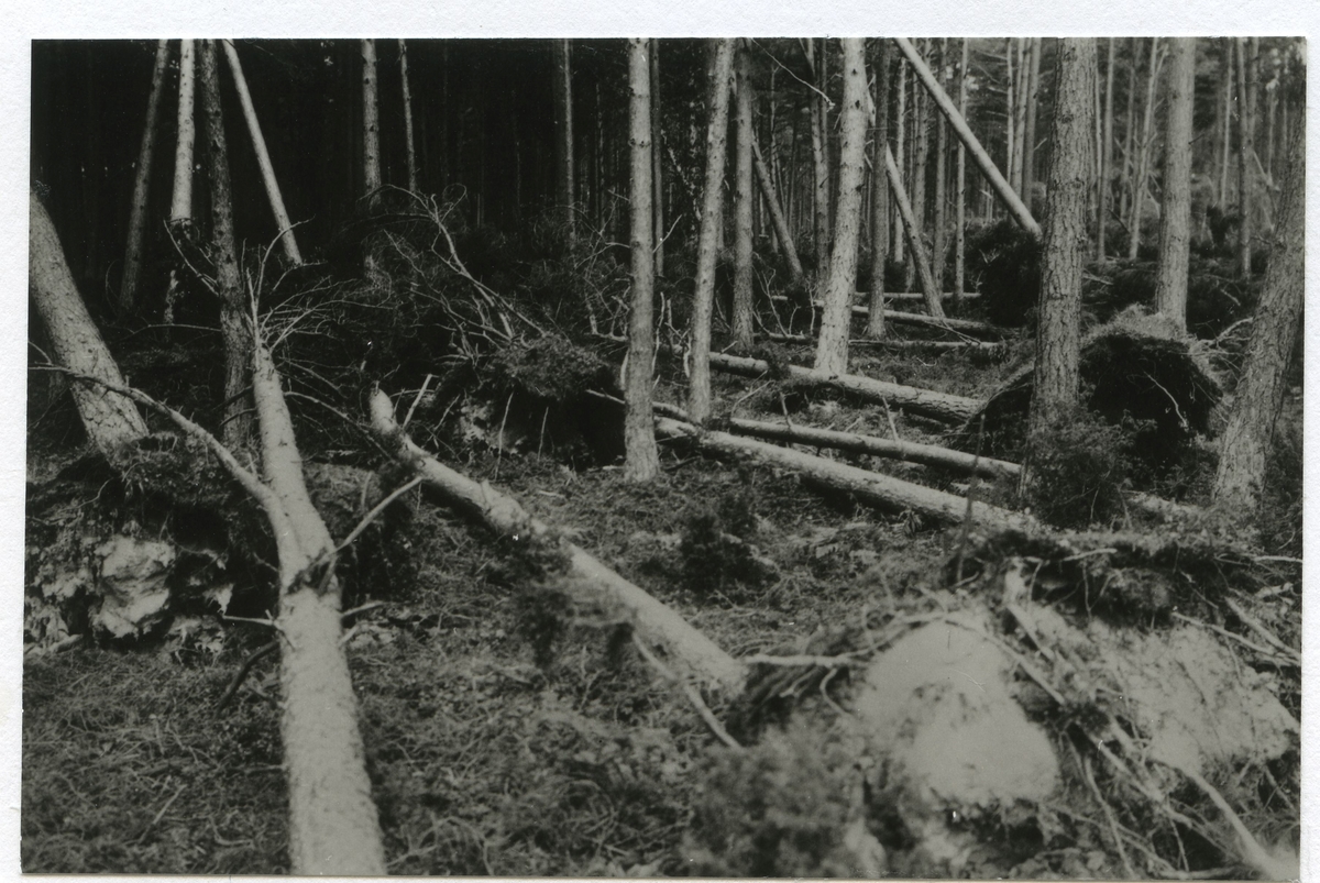 Resultat av den stora julistormen 1931.