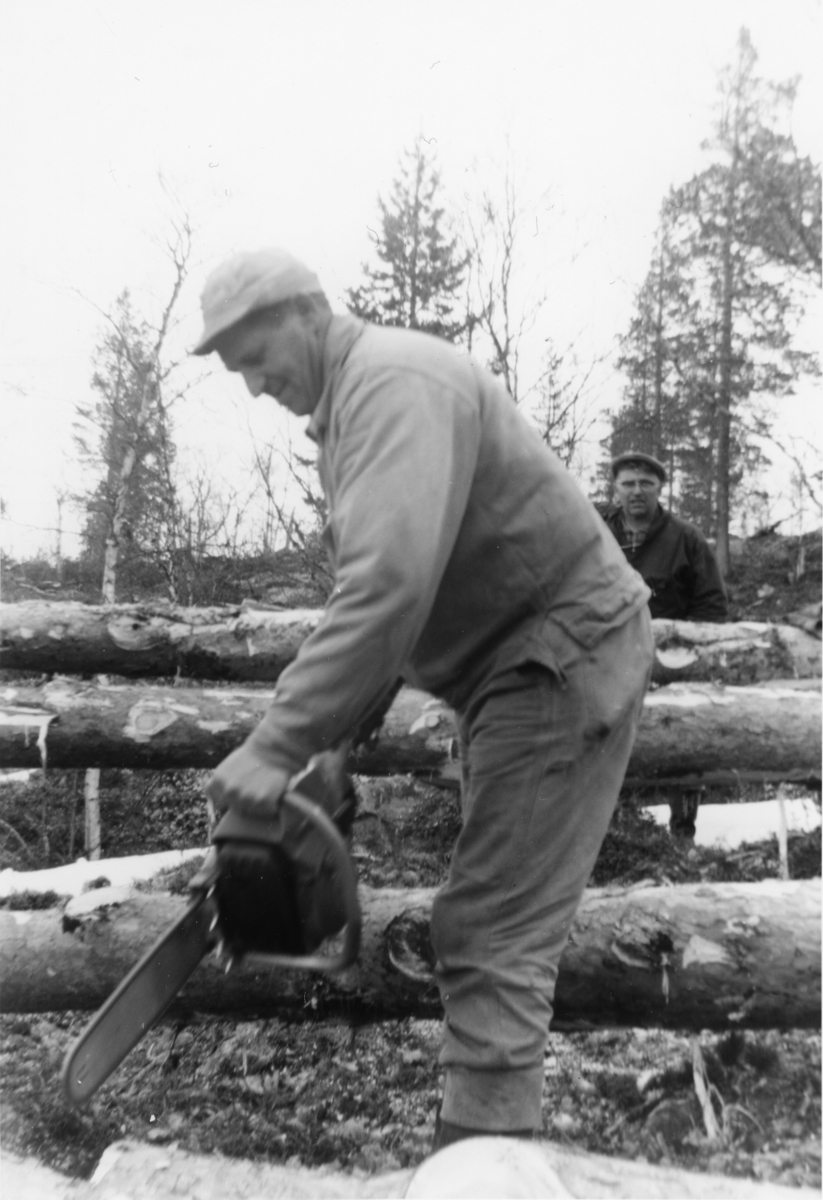 To menn driver skogsarbeid og feller tømmer med motorsag