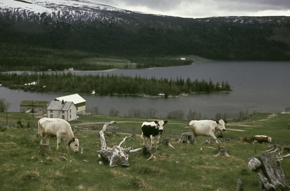 Utsikt over Unkervatnet i Hattfjelldal. Gård med beitende kyr, trerøtter.