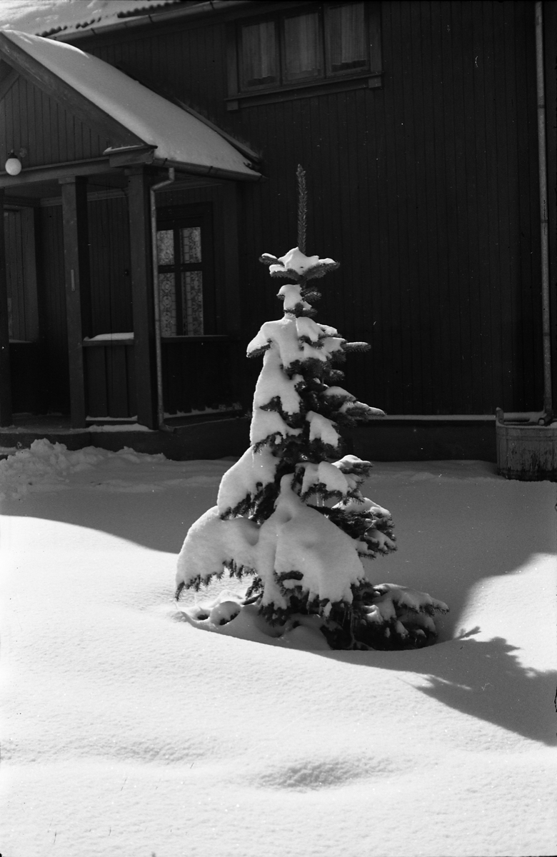Lita edelgran på gårdsplassen på Odberg på Kraby senvinteren 1947.