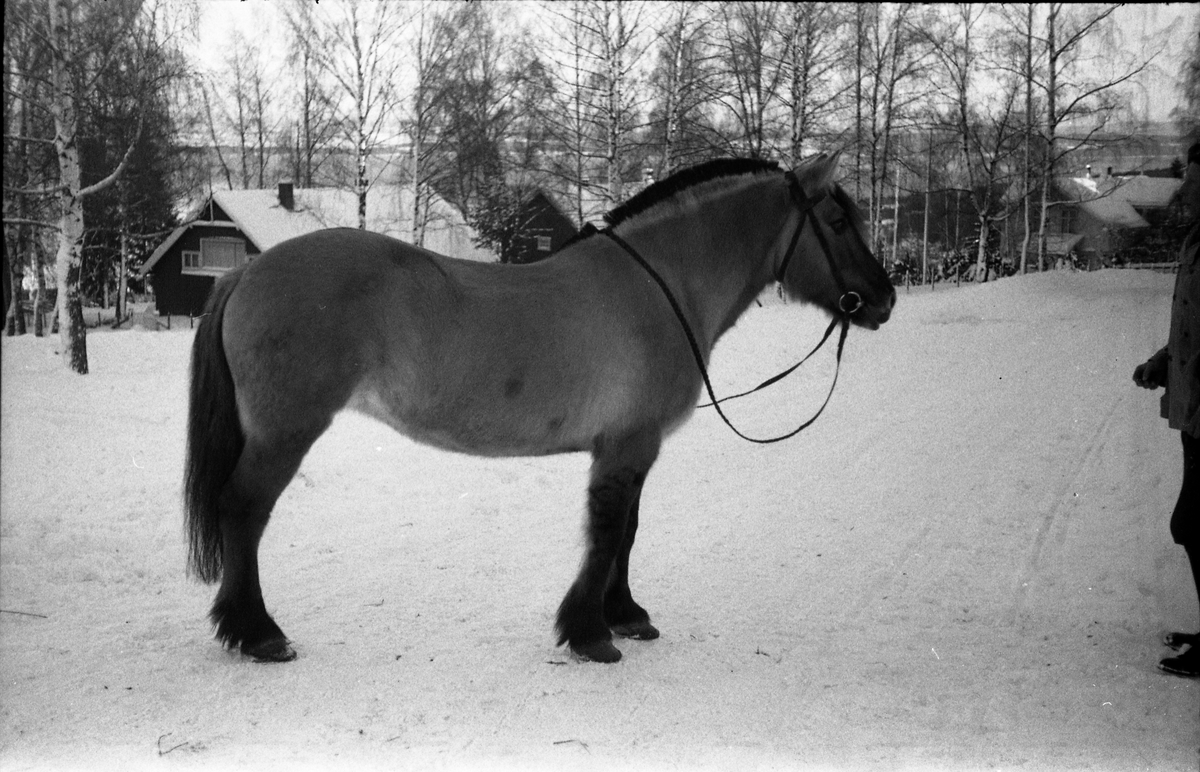 Hest som mønstres ved Hærens Hesteskole på Starum senhøstes 1950. Tre bilder. Mannen på bilde nummer to er Ragnar Mo.
