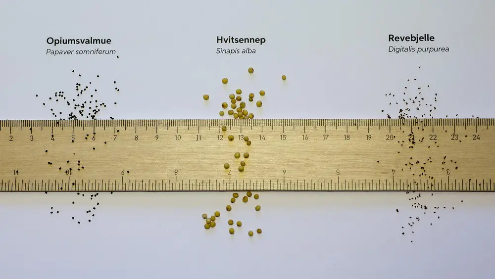 Linjal som ligger på hvitt ark og viser frø av opiumsvalmue (bittesmå, runde, svarte), hvitsennep (større, gule, runde) og revebjelle (litt avlange, bittesmå svarte).