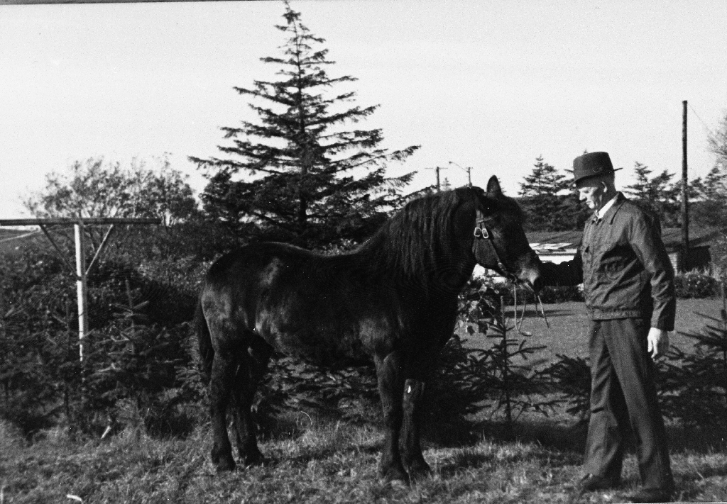 Johan Bergene (14.4.1913 - 17.5.1982) med siste hesten på Ree (på bruk 68?)