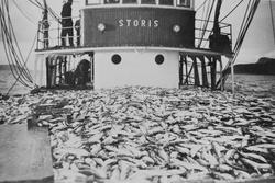 M/S Storisk av Osen på storsildfiske, 1949, bilde tatt på de