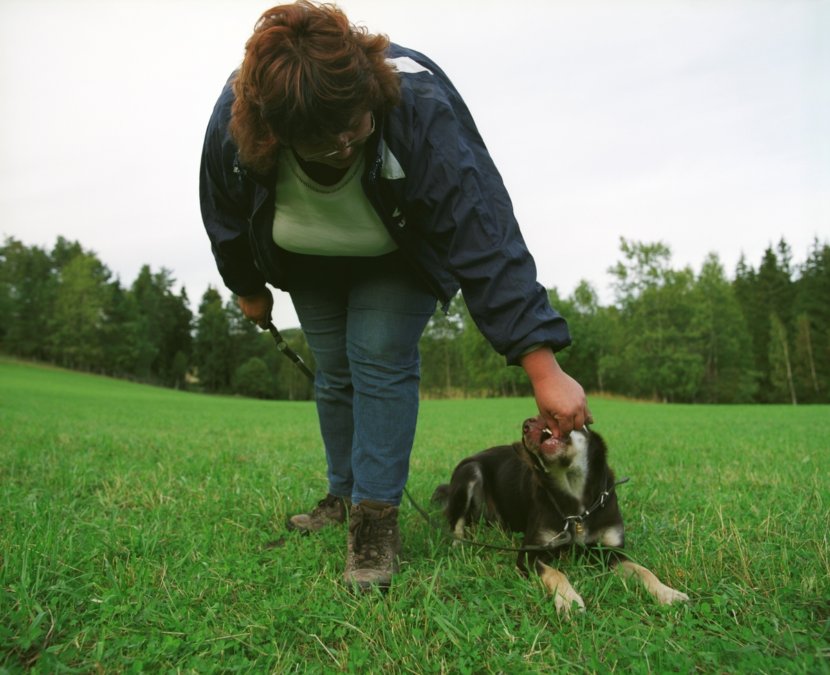 Hunden Ronja sammen med sin eier på et jorde der hunden brukes til å gjete sauer.