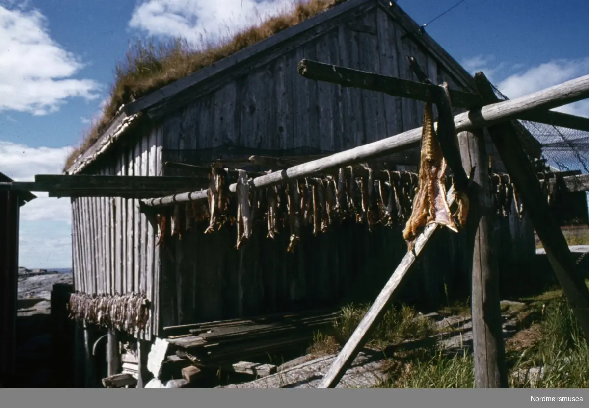Foto av fisk hengende til tørk ved et av naustene på fiskeværet Grip i Kristiansund kommune. Fotograf er Kjell Haug og er den som står bak samlingen med fargefoto/dias fra Kristiansund og Grip. Bildene dateres til omkring 1950-1970. Fra Nordmøre museums fotosamlinger.
