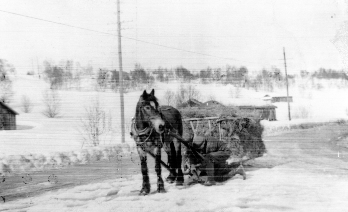 En mann og hesten Brunen har hentet høy på vinterføre på Sjøhagaen, Røros, ca 1960
