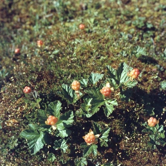 Hjortronplockning på Tunnmyren i Undersvik juli1984. Närbild av planta med bär.