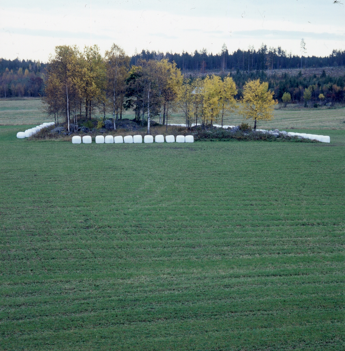 Rader av ensilagebalar i vit plast, "bonnägg", ligger runt en träddunge mitt på en åker, hösten 2001.