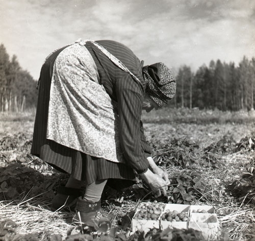 Gammal och böjd kvinna plockar jordgubbar i Duvnäs Delsbo.