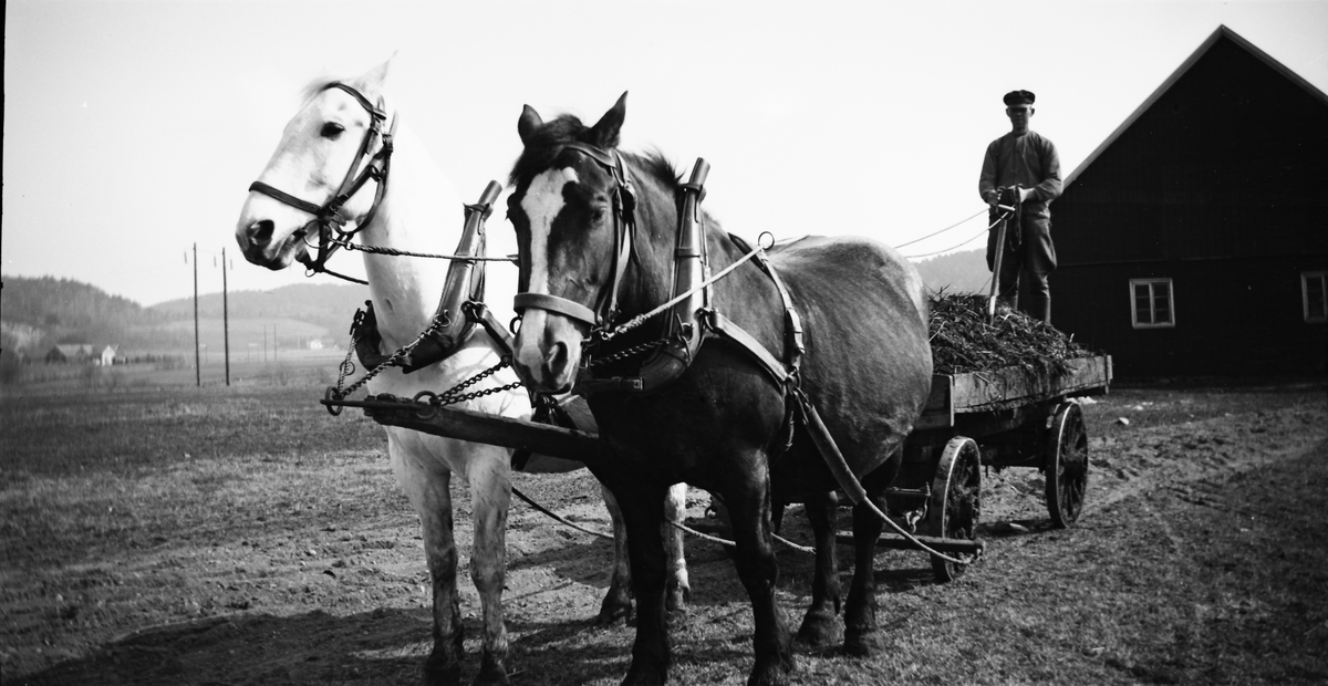 Gödselkörning på Kalvhult. Två hästar drar dynglasset med kusken baktill och en lada i bakgrunden.