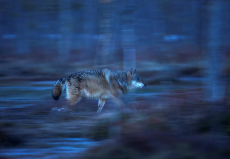 Ulv som løper i skumringen